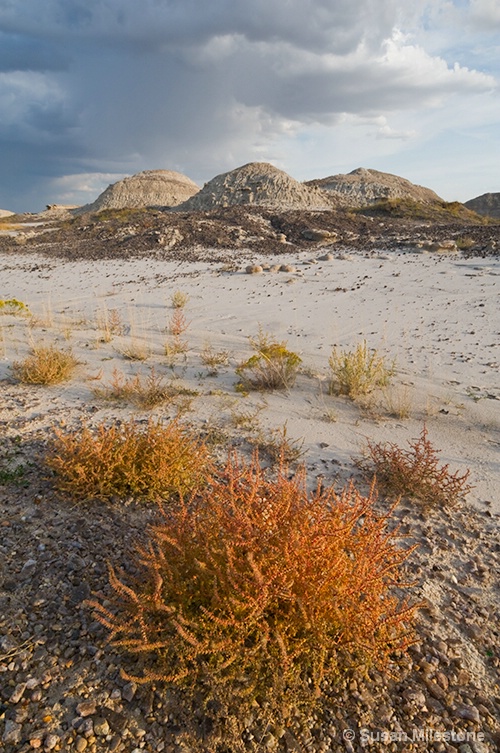 Badlands, SD Desert Bush 5778a - ID: 7840471 © Susan Milestone