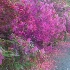 © Susan Milestone PhotoID# 7840635: Azalea Path Magnolia Gardens 0896