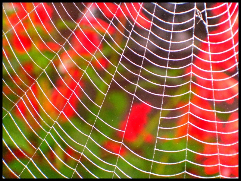 Spider Web Design.