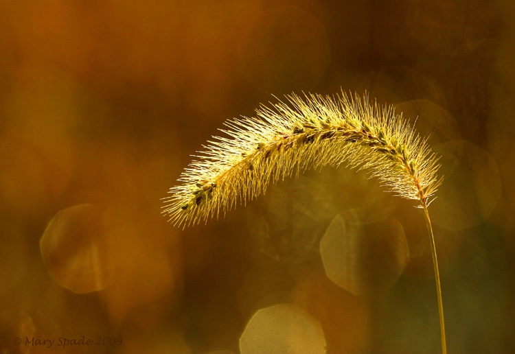 Autumn  Foxtail
