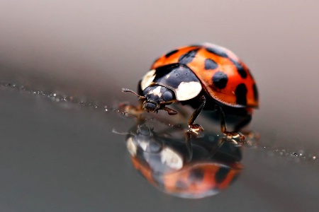 Ladybug