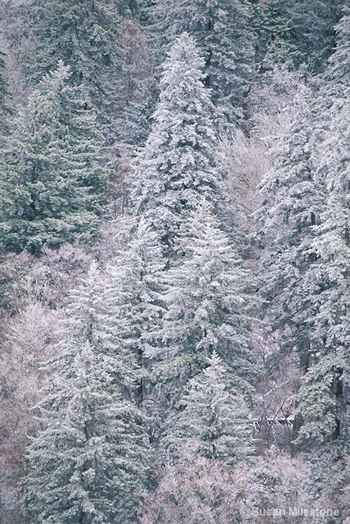 Newfound Gap Spring Snow - ID: 7844472 © Susan Milestone