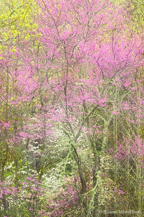 Spring Trees 2011a - ID: 7844474 © Susan Milestone