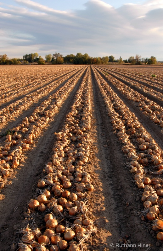 Onion Harvest