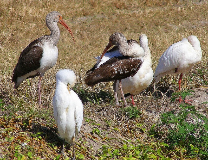 Ibis Ticks, Fleas, No See Ums