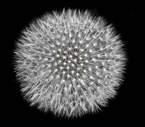  Dandilion 4 - ID: 7848174 © Joseph T. Dick