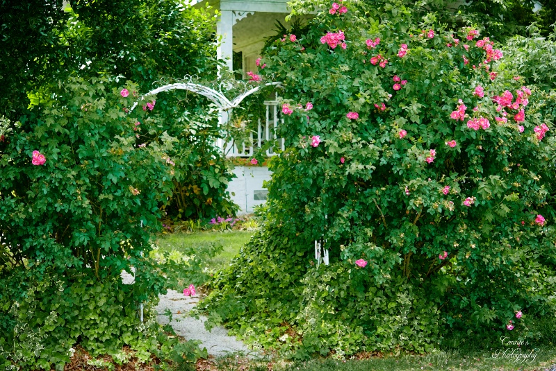 Carol's Rose Garden