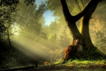 Photography Contest Grand Prize Winner - February 2009: Magical Forest