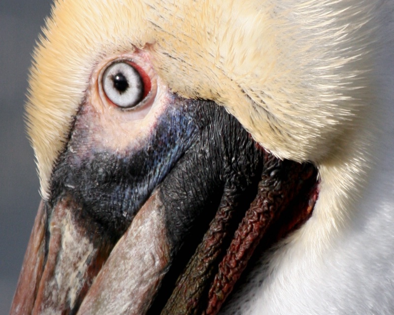 Pelican Face - ID: 7849191 © Claudia/Theo Bodmer