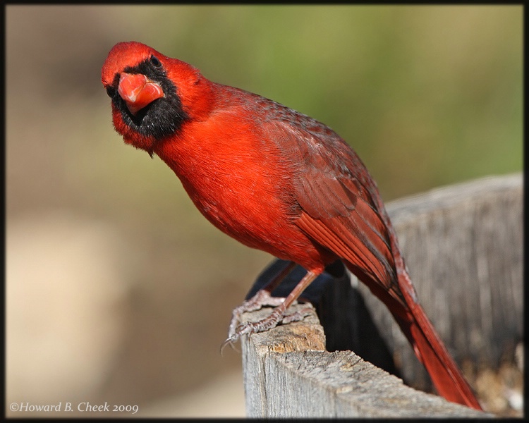 Arizona Cardinal Stretch