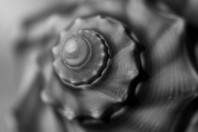 Shell (Up close)