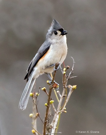 Tufted Titmouse