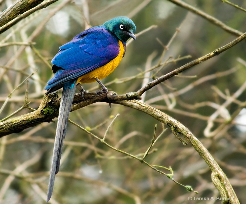 Golden Breasted Starling