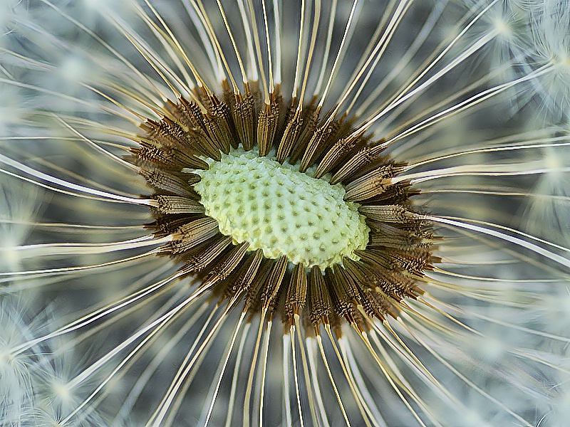 Star Gazer - ID: 7852478 © Laurie Daily