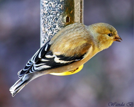 Goldfinch