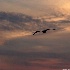 © Elliot Barnathan PhotoID# 7853251: Jersey Shore 5