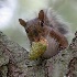 © Elliot Barnathan PhotoID# 7853259: Squirrel