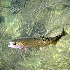 © Elliot Barnathan PhotoID# 7853376: Trout Watercolor
