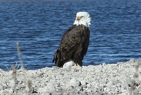 Regal Eagle