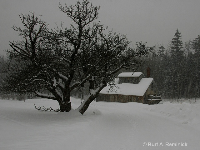 Sugar House and Tree in snow
