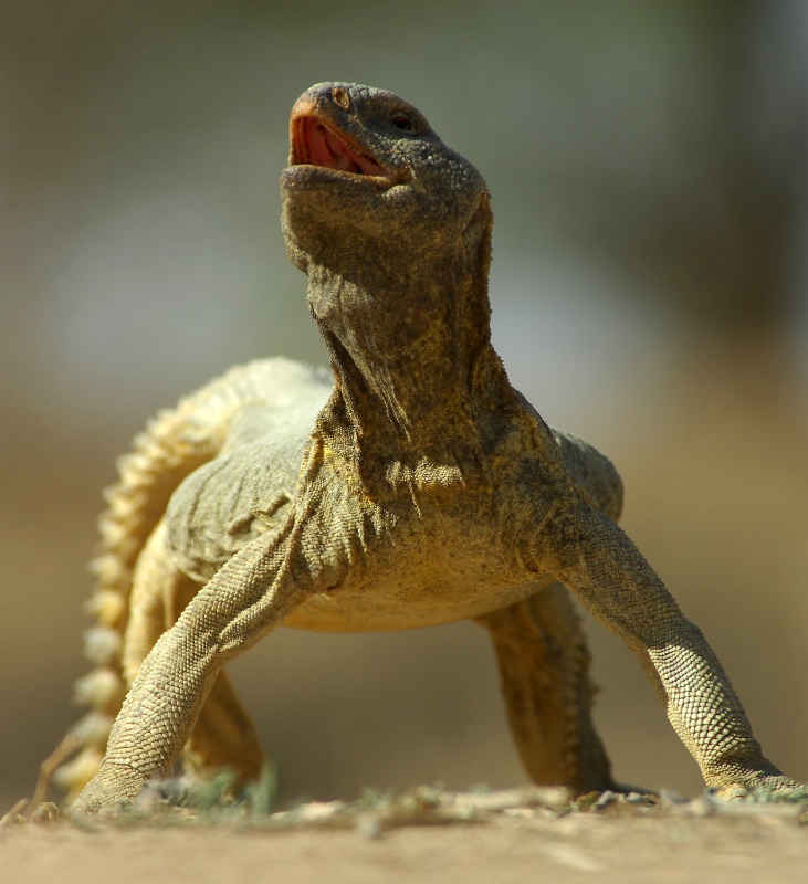 SPINY TAILED LIZARD