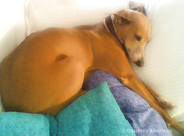 Greyhound - Relaxing