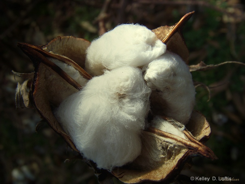 cotton 