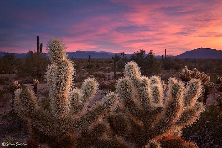 Cholla Sky