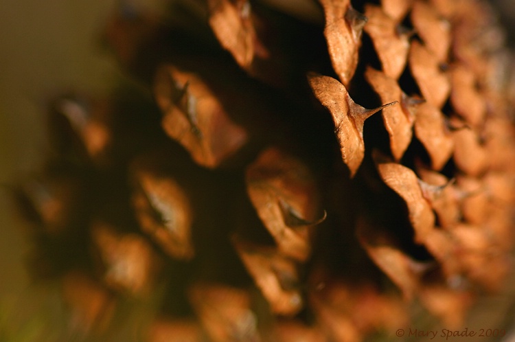 Prickly   Pine  Cone 