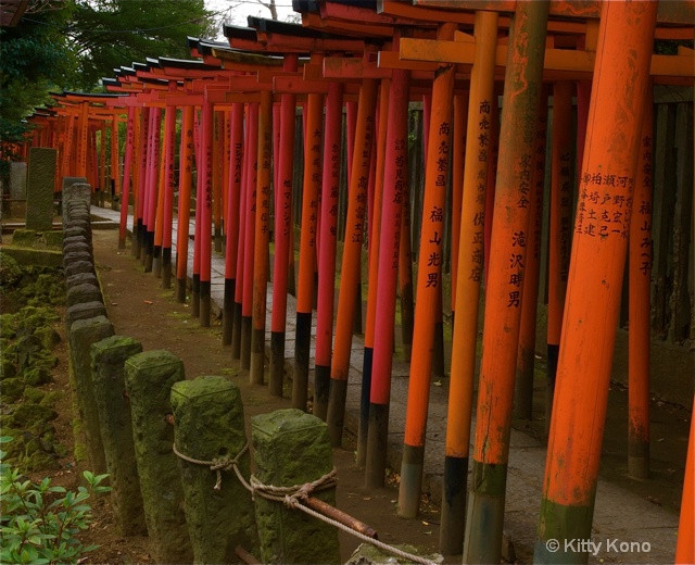 Tories of Nezu Shrine - ID: 7860404 © Kitty R. Kono