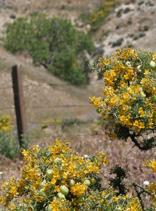  Hillside Bushes