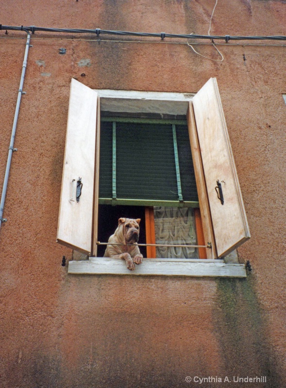 1200 venice dog - ID: 7863214 © Cynthia Underhill