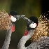 © Kiril Kirkov PhotoID # 7863398: Grey Crowned Crane( Balearica regulorum)3