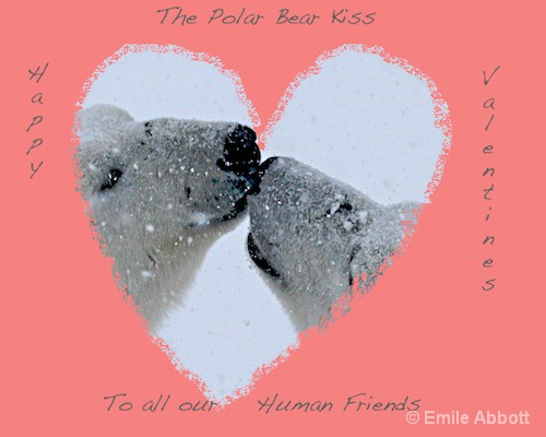 Valentine Kiss from the Tundra - ID: 7863663 © Emile Abbott