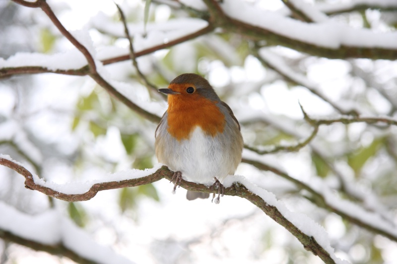 An Obliging Robin