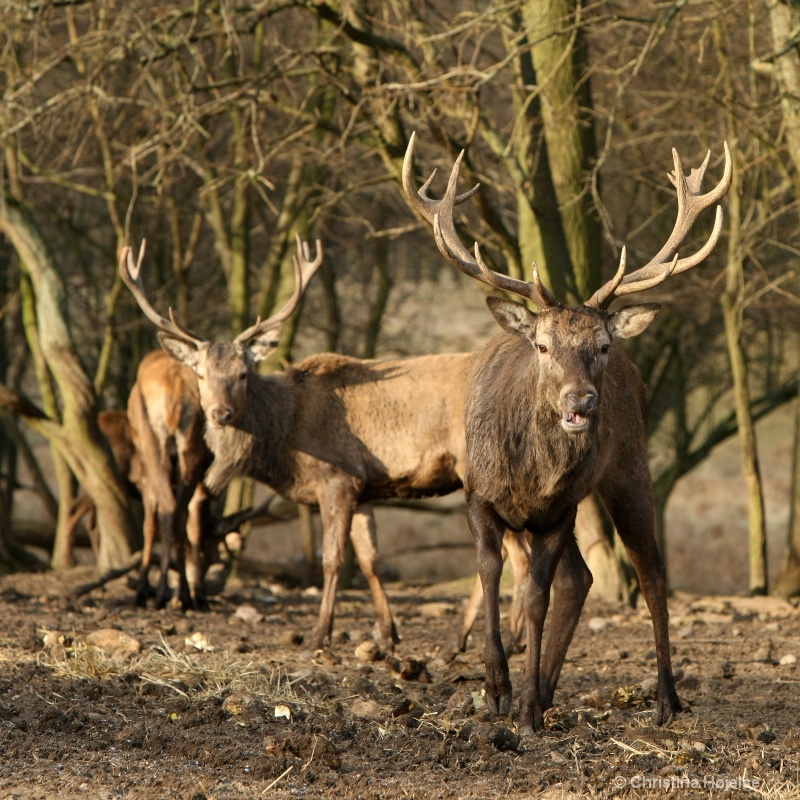 Red deer