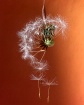 Ready to fly