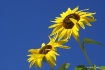 Sunny Flowers SOO...