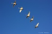 Geese in a Row