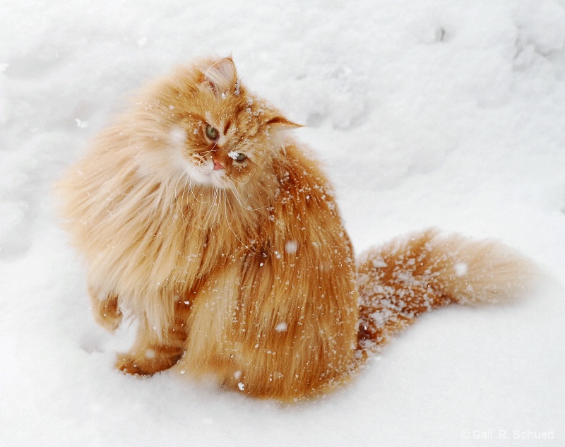 Snow Flake Cat