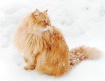Snow Flake Cat 2