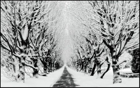 Winter Walk Way