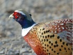 Pheasant Profile!