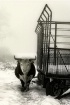 Bullish
