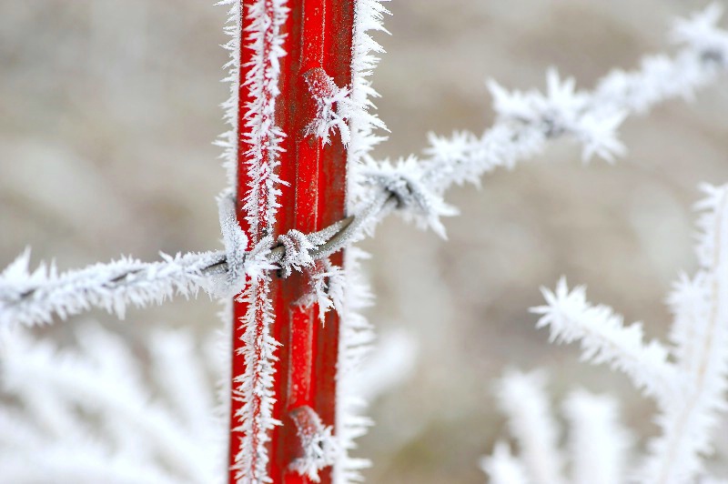 Frozen Fog