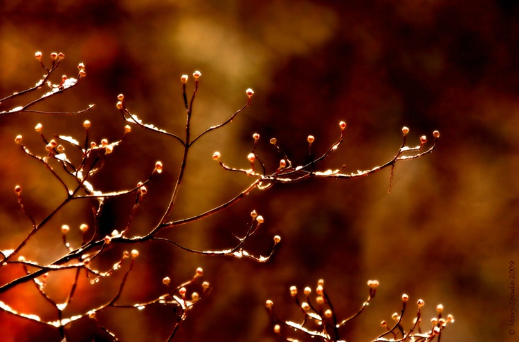 The  Dogwood  Tree