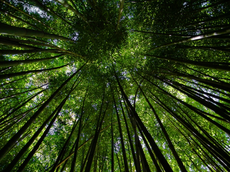 Chattanooga Bamboo