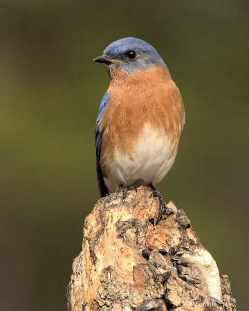 Eastern Bluebird