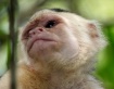 Monkey Face