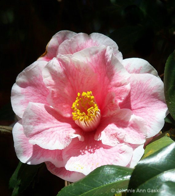 Camellia at Noon